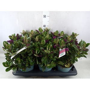 Hebe  'Hebedonna Alina'