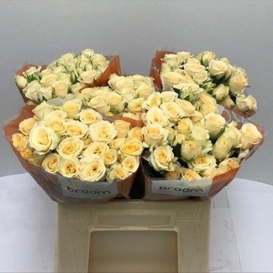 Rosa TR 'Salinero' BRAAM