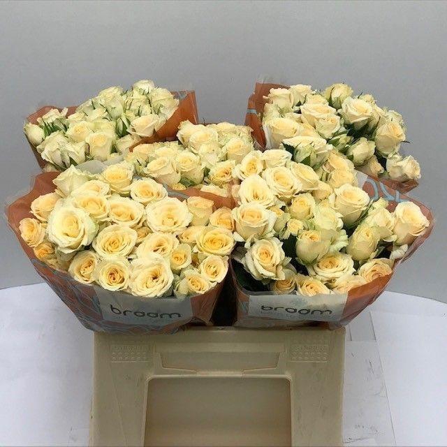 <h4>Rosa TR 'Salinero' BRAAM</h4>