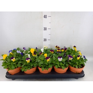 Viola corn.   ...mix