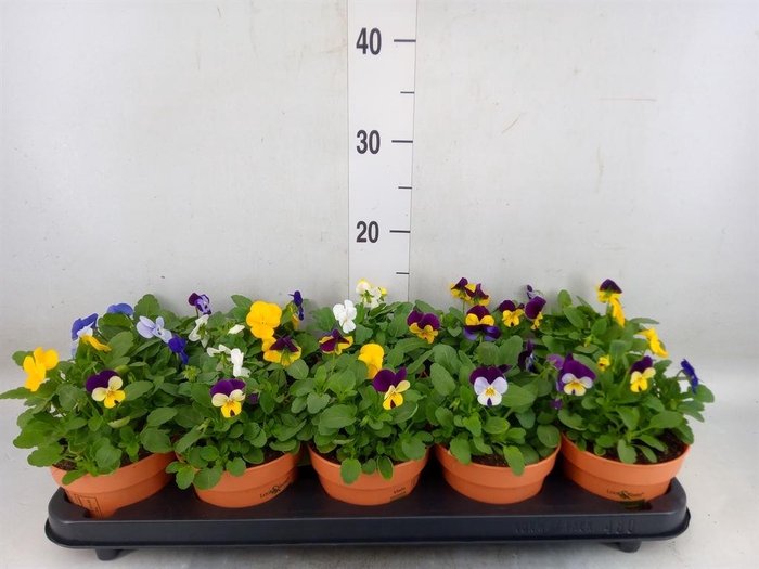 <h4>Viola corn.   ...mix</h4>