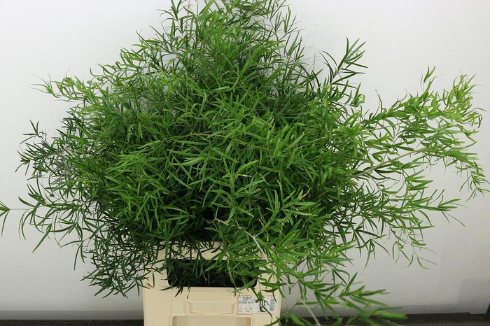 <h4>Asp Falcatus</h4>