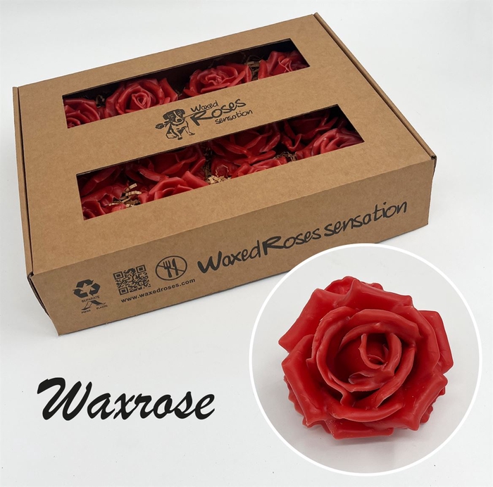 <h4>Zijde R Wx Caramel</h4>