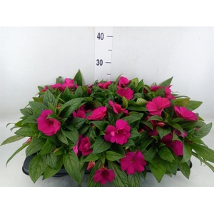 Impatiens NG 'Tamarinda Purple'