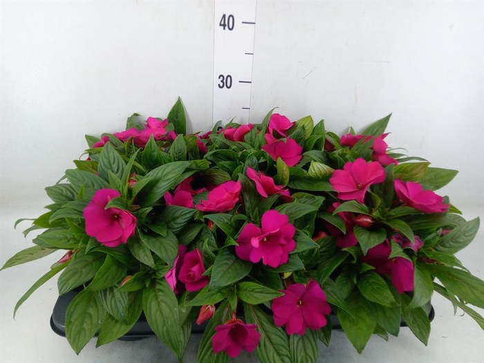 <h4>Impatiens NG 'Tamarinda Purple'</h4>
