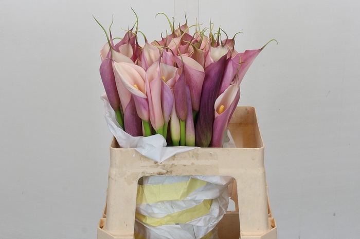 <h4>Zantedeschia Eydolls Purple Pink</h4>