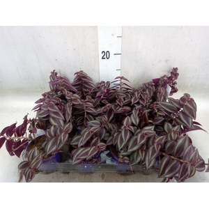 Tradescantia   ...