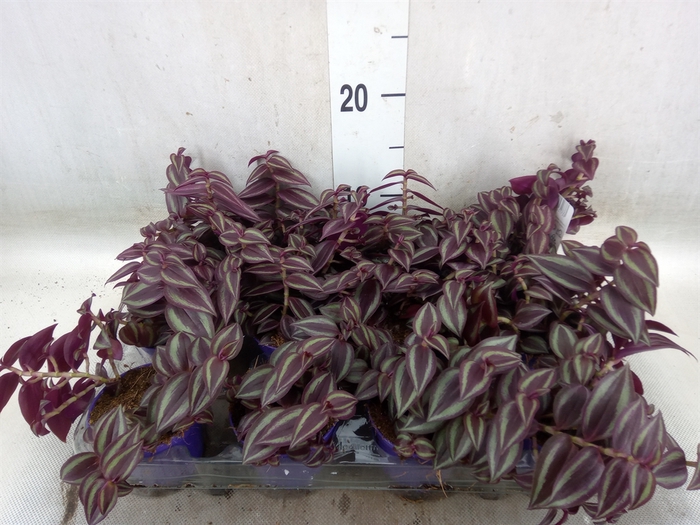 <h4>Tradescantia   ...</h4>