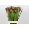 Nerine Mister Nick