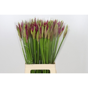 Nerine Mister Nick