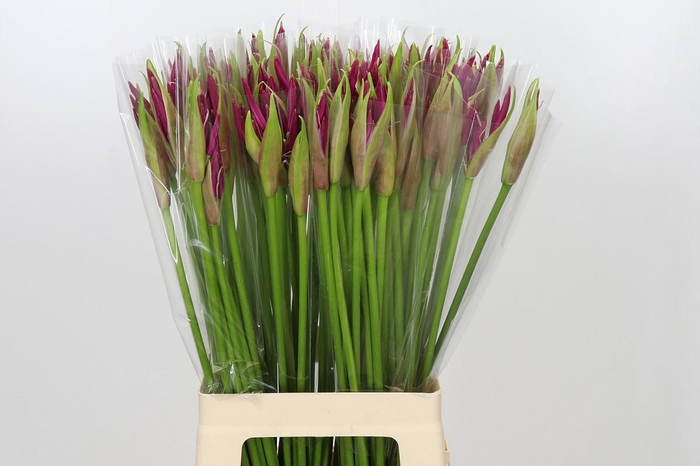 Nerine Mister Nick