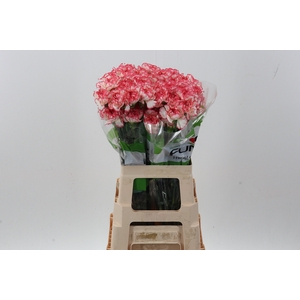 Di St Bacarat Pink