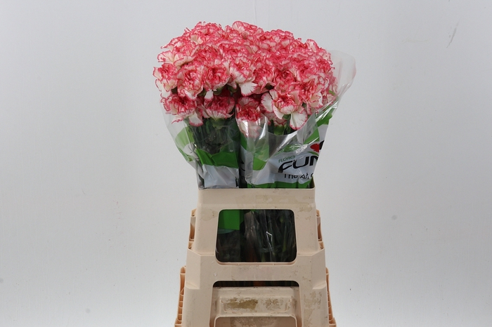 <h4>Di St Bacarat Pink</h4>