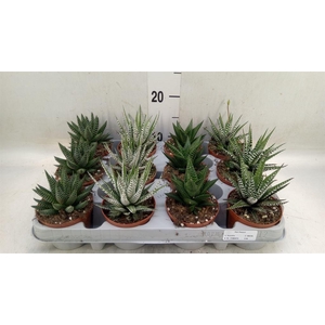 Haworthia   ...mix