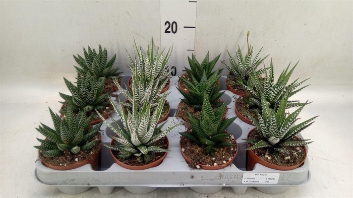 <h4>Haworthia   ...mix</h4>