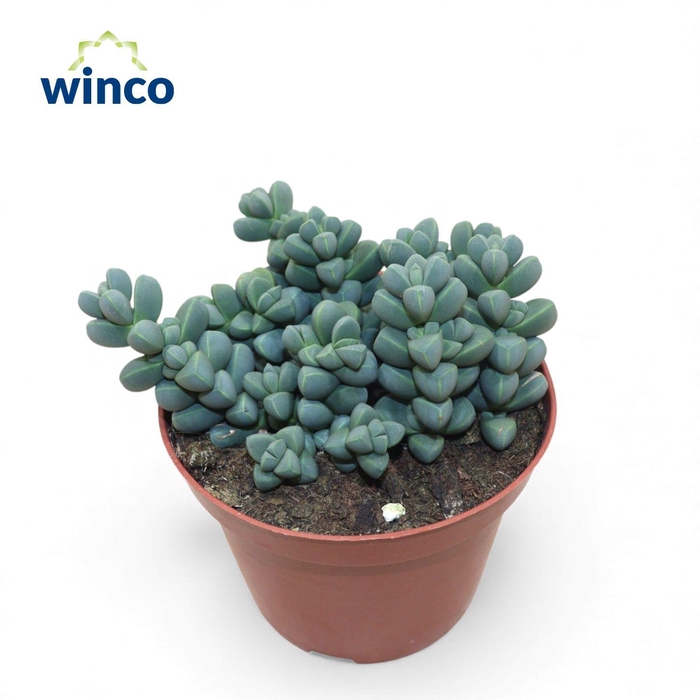 <h4>Delosperma Lehmannii</h4>