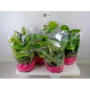 Epipremnum pinn. 'Global Green'