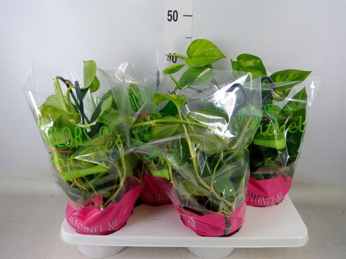 <h4>Epipremnum pinn. 'Global Green'</h4>