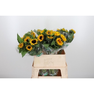 Helian An Orange Fir