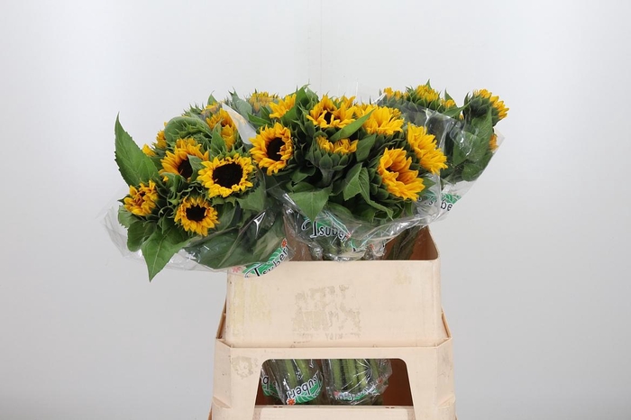 <h4>Helian An Orange Fir</h4>