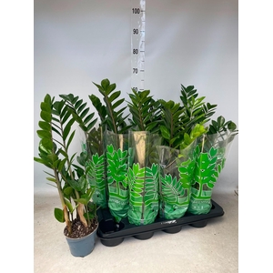 ZAMIO ZAMIIFOLIA
