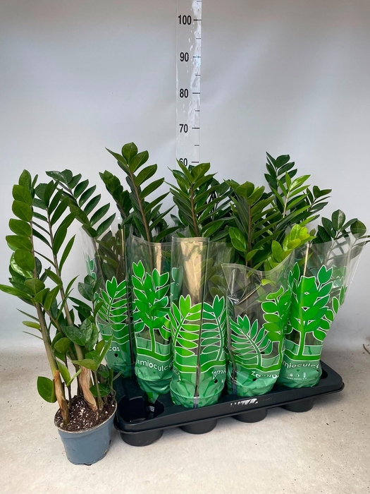 <h4>ZAMIO ZAMIIFOLIA</h4>