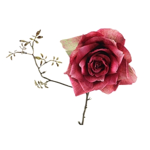 Rosa Spray Beauty
