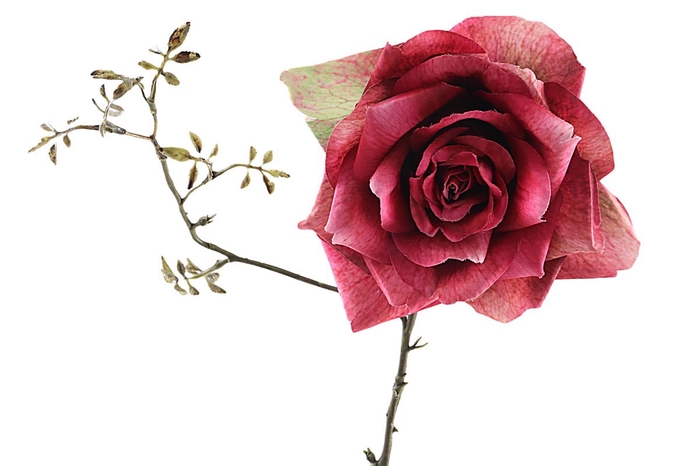 <h4>Rosa Spray Beauty</h4>