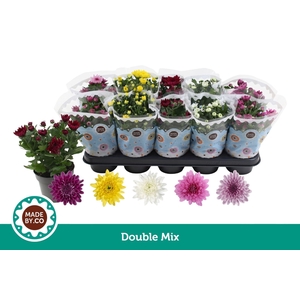 Chrysanthemum gevuldbloemig gemengd