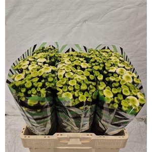 Chr S Maverick White