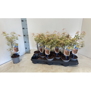 ACER PALMATUM