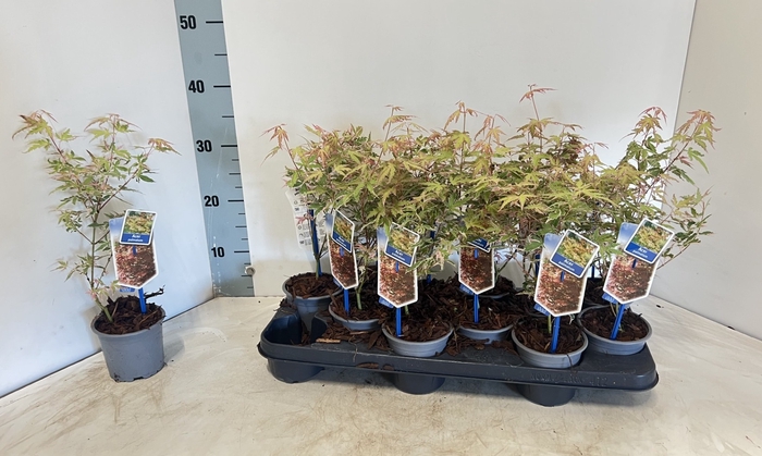 <h4>ACER PALMATUM</h4>