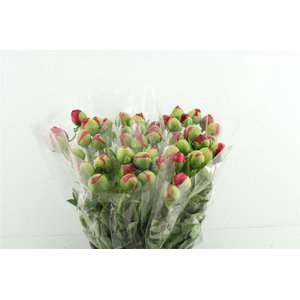 Paeo Com Performance 52cm