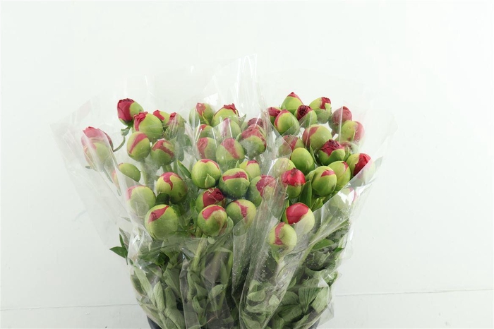 <h4>Paeo Com Performance 52cm</h4>