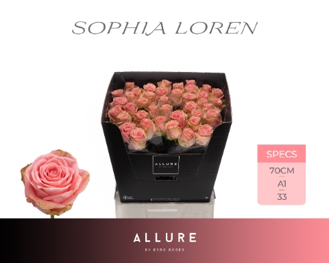 <h4>R GR SOPHIA LOREN ALLURE</h4>