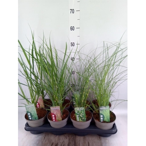 Miscanthus sin.