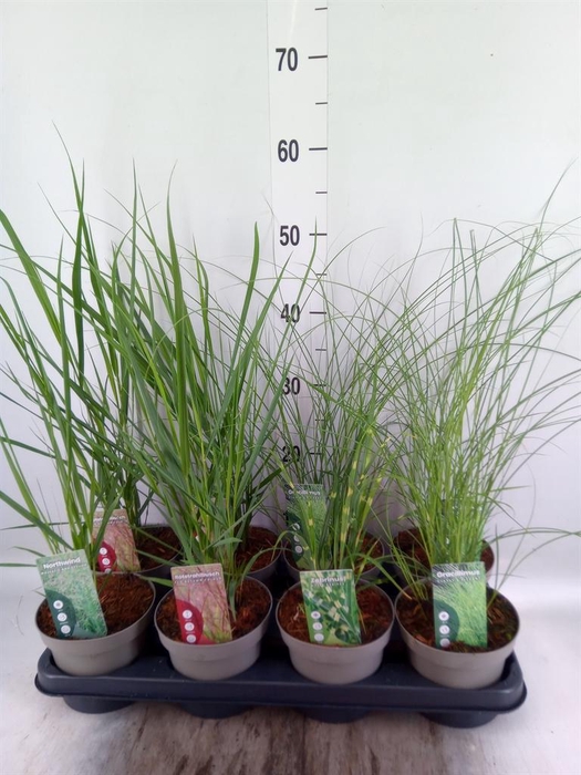 <h4>Miscanthus sin.</h4>