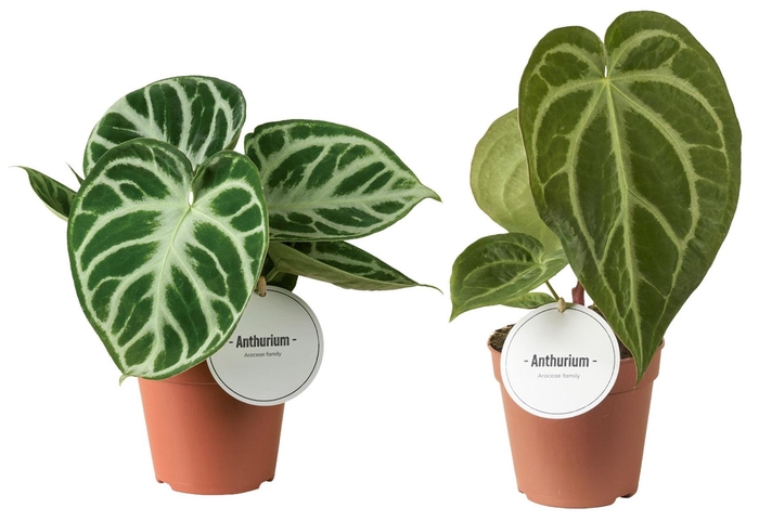 <h4>Anthurium Mix</h4>