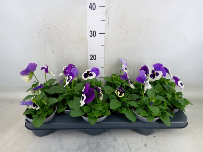 <h4>Viola wr. 'Delta Violet and White'</h4>