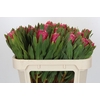Protea Brenda