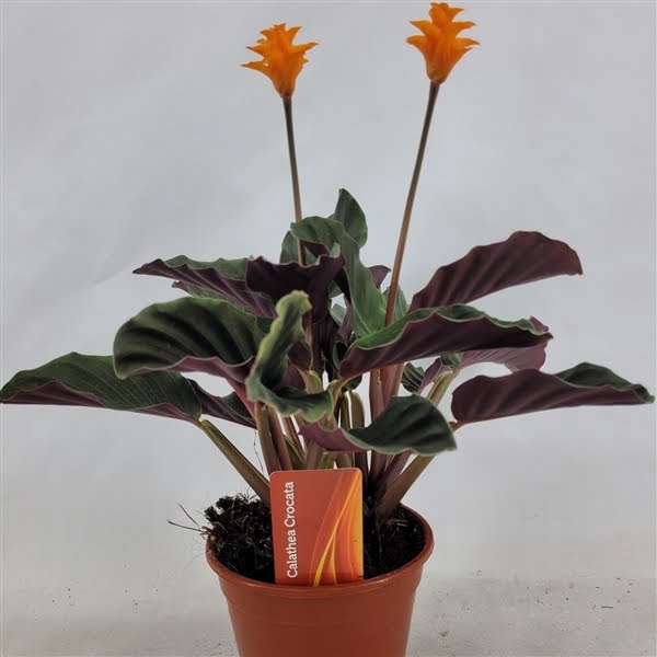 <h4>Calathea crocata 2bl</h4>