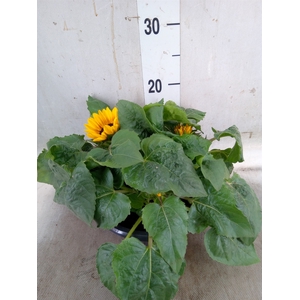 Helianthus an. 'Petisol'