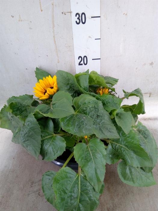 <h4>Helianthus an. 'Petisol'</h4>