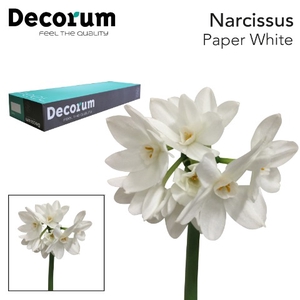 Narcissus Paperwhite Box 6 x 50