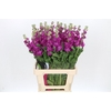 Matthiola Iron Rose