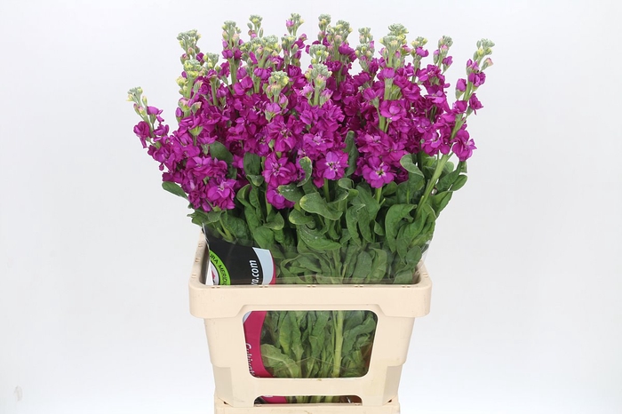 Matthiola Iron Rose