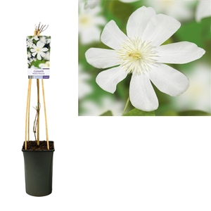 Clematis 'Wada's Primrose' +light label