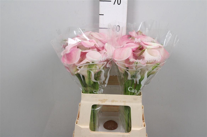 <h4>Zant Capt Alma</h4>