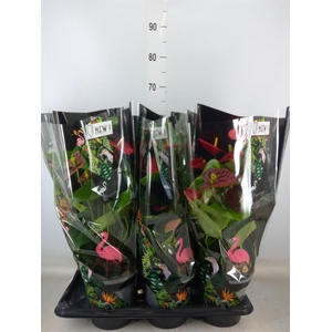 Anthurium andr. 'Mauii Red'