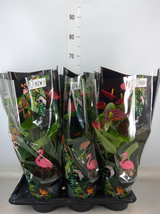 <h4>Anthurium andr. 'Mauii Red'</h4>